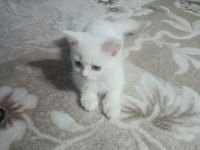 CİCİ KIZ BRİTİSH SHORTHAİR