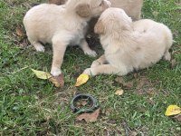 Yavru Golden Retriever 4 erkek 3 dişi