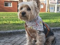 Çok uyguna süs köpeği