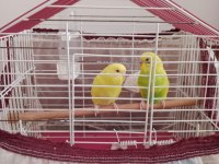 3 çift muhabbet 1 çift sevda papağanı