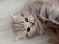 Bebek yüzlü Kızım British Longhair