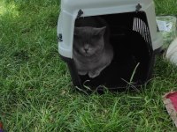 8 aylık erkek british shorthair