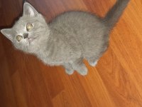 Safkan Scottish Fold