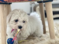 Maltese terrier yavru