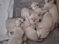 Şecereli anne baba kediler