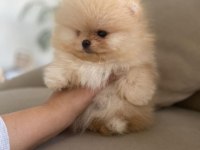 Daha İyisi Yok Ayı Surat Pomeranian Boo