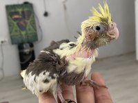 Vanilya PetStoredan Bebek Sultan Papağanları