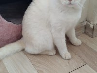 British Shorthair Erkek Red Point
