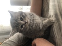 3 güzel british shorthair kızım yeni sahiplerini arıyor