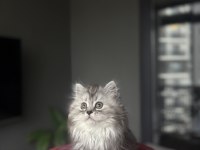 BİRBİRİNDEN GÜZEL BRITISH LONGHAIR YAVRULARIM 
