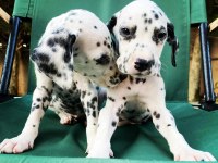 Anne altından dalmaçyalı (dalmatian) yavrular