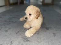 Maltipoo 3 aylik dişi