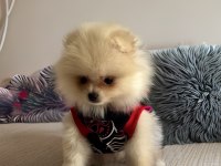 Orjinal ırk garantili pomeranian boo Antalya