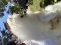 Beyaz pomeranian dişimiz 7 aylık soy ağacı mevcut