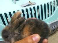 Yavru teddy Hollanda lop tavşanı