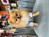 1 Yaşında Show Kalite Pomeranian Boo Gama