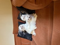 Anne altından maltese terrier bebekler