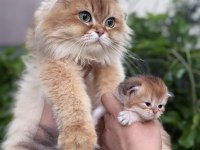 British Longhair Bebekler