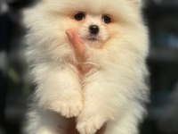 Ankaranın En Güzel Pomeranian Boo Yavruları