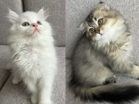 Güzel yavrularımız yuvasını arıyor (2.5 aylık)