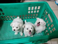 BABYFACE KÜT BURUN ERKEK VE DİŞİ KÖPEĞİMİZ
