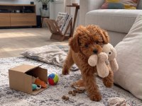 Safkan Toy Poodle