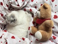 British shorthair kedisi