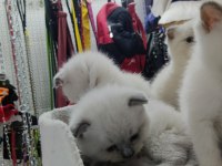 British ve Scottish shorthair Blue point yavrular