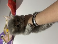 Longhair bir yavru çok akıllı kedimiz