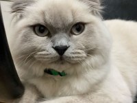 7 aylık scottish fold