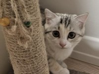 5 Aylık dişi Scottish Fold