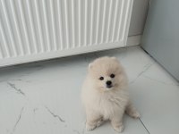 Pomeranian boo ayı surat