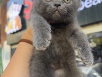 Scottish Fold Top Kafa Gri Erkek