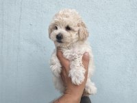 Erkek dişi maltipoo bebekler
