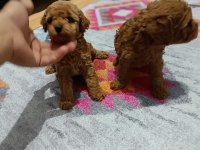 Toy bebekler poodle
