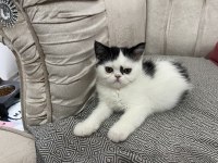 Exotic shorthair ve longhair yavru