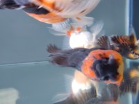 İTHAL ORANDA THAİLAND BABY FACE ORANDA KALİTELİ