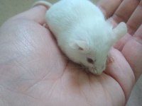Lab - Rat - Dumbo Rat - Panda Mice Adrese Teslim Mevcut