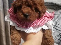 Toy poodle yavru
