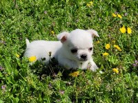 MÜKEMMEL TEACUP CHİHUAHUA ERKEK YAVRU