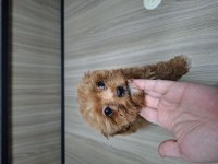 4 aylık dişi maltipoo