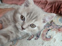 Scottish Fold dişi ve British Shorthair erkek dişi