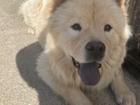 Chow chow 9 aylık bakımlı