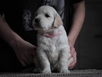 Golden Retriever Adrese Teslim Hizmetimiz Vardır