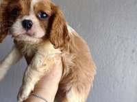 Ev ortamından sağlık ırk garantili cavalier king charles