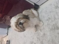 Shih tzu dişi