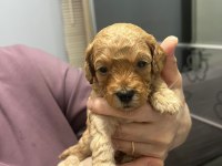 2 Erkek 1 Dişi Poodle