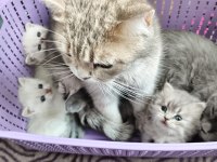 Kendi kedimin son british longhair yavrusu