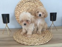 Mükemmel Kalitede Maltipoo Yavrularımız