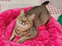 Golden British Shorthair